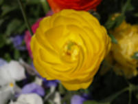 hana-thumb-250x187-394