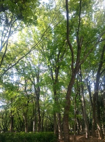 IMG01181-thumb-210x283-372